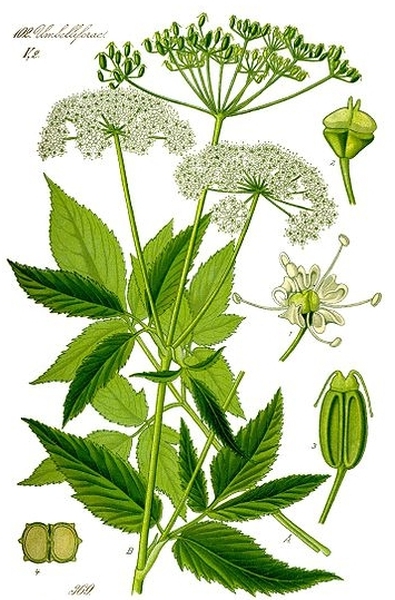 Pflanzenbild gross Geissfuss - Aegopodium podagraria