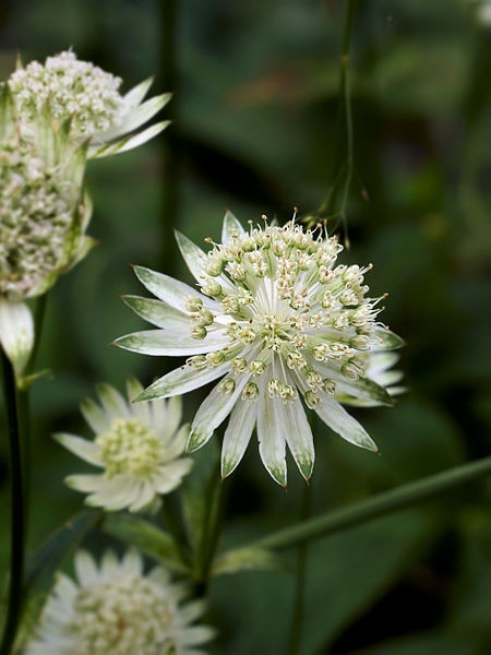 Pflanzenbild gross Grosse Sterndolde - Astrantia major