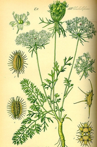 Pflanzenbild gross Wilde Möhre - Daucus carota