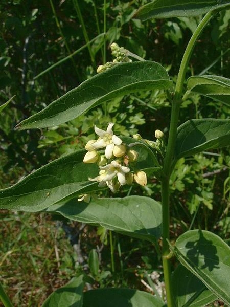 Pflanzenbild gross Schwalbenwurz - Vincetoxicum hirundinaria