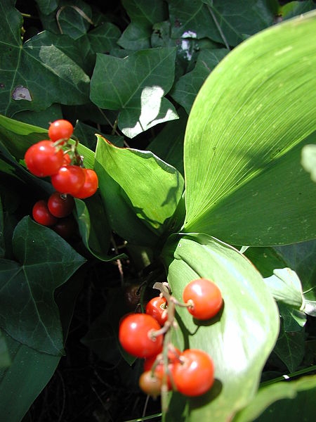 Pflanzenbild gross Maiglöckchen - Convallaria majalis