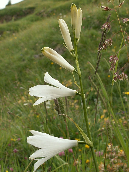 Pflanzenbild gross Weisse Trichterlilie - Paradisea liliastrum