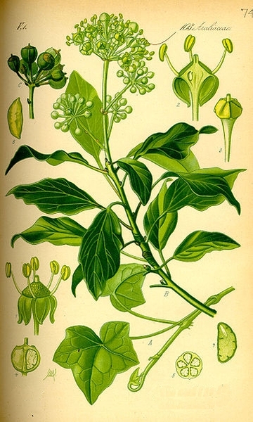 Pflanzenbild gross Efeu - Hedera helix