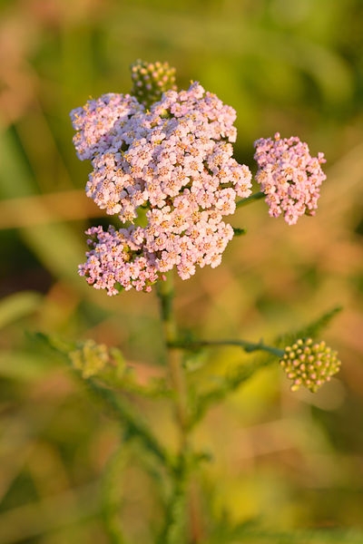 Pflanzenbild gross Gewöhnliche Wiesen-Schafgarbe - Achillea millefolium