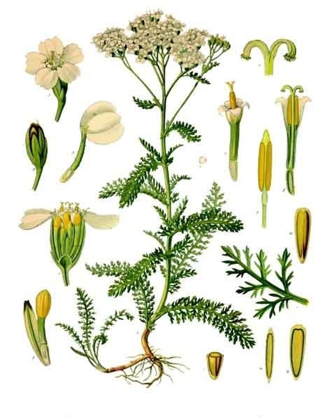Pflanzenbild gross Gewöhnliche Wiesen-Schafgarbe - Achillea millefolium