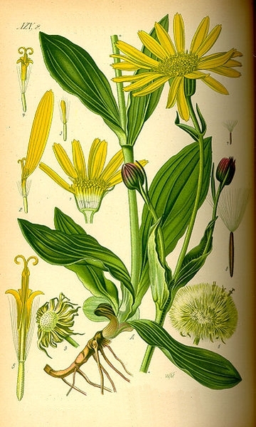 Pflanzenbild gross Arnika - Arnica montana
