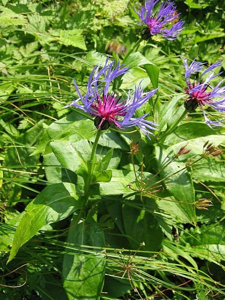 Pflanzenbild gross Berg-Flockenblume - Centaurea montana