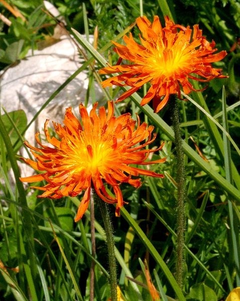 Pflanzenbild gross Gold-Pippau - Crepis aurea