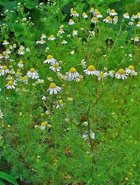 Pflanzenbild gross Echte Kamille - Matricaria chamomilla