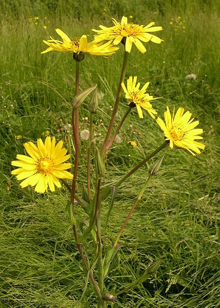 Pflanzenbild gross Wiesen-Bocksbart - Tragopogon pratensis