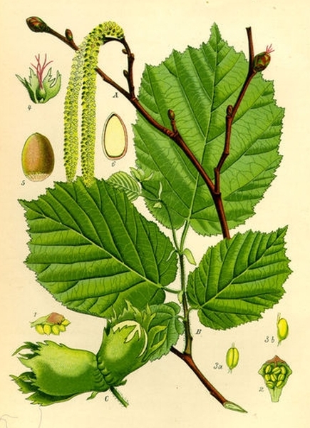 Pflanzenbild gross Haselstrauch - Corylus avellana