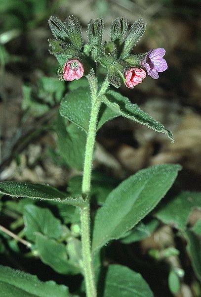 Pflanzenbild gross Dunkelgrünes Lungenkraut - Pulmonaria obscura