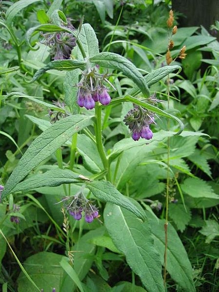 Pflanzenbild gross Echte Wallwurz - Symphytum officinale