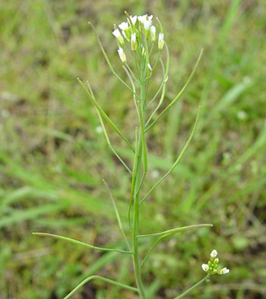 Pflanzenbild gross Schotenkresse - Arabidopsis thaliana