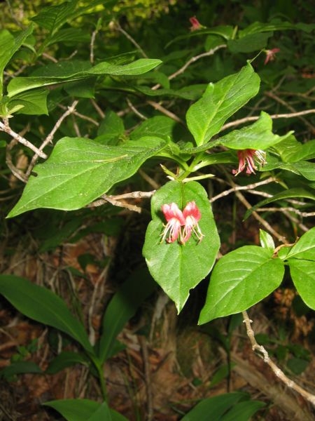Pflanzenbild gross Alpen-Heckenkirsche - Lonicera alpigena