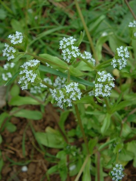 Pflanzenbild gross Echter Ackersalat - Valerianella locusta