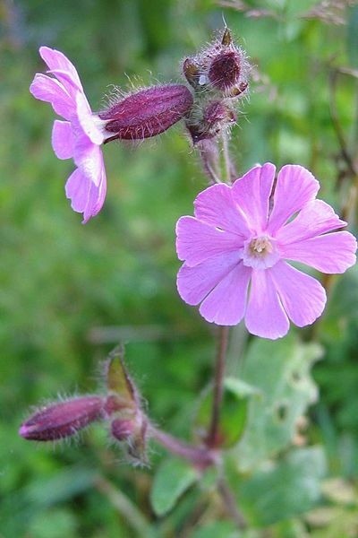 Pflanzenbild gross Rote Waldnelke - Silene dioica