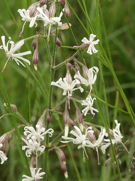 Pflanzenbild gross Nickendes Leimkraut - Silene nutans