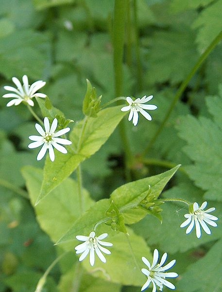 Pflanzenbild gross Hain-Sternmiere - Stellaria nemorum