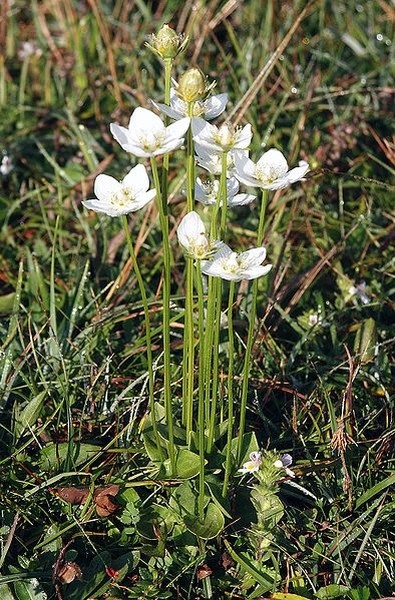 Pflanzenbild gross Sumpf-Herzblatt - Parnassia palustris