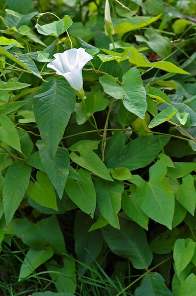 Pflanzenbild gross Echte Zaunwinde - Calystegia sepium