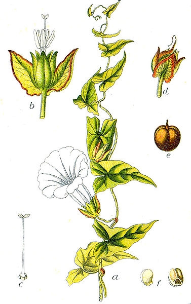 Pflanzenbild gross Echte Zaunwinde - Calystegia sepium