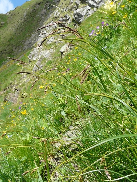 Pflanzenbild gross Rost-Segge - Carex ferruginea