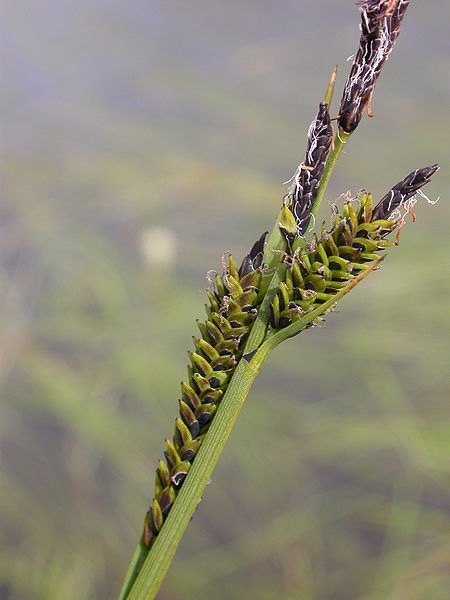 Pflanzenbild gross Braune Segge - Carex nigra