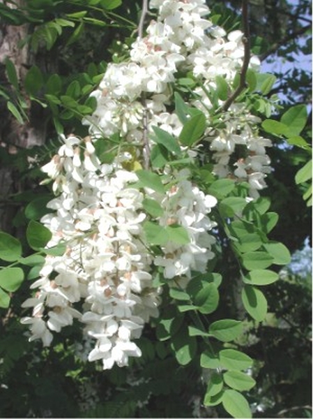 Pflanzenbild gross Robinie - Robinia pseudoacacia
