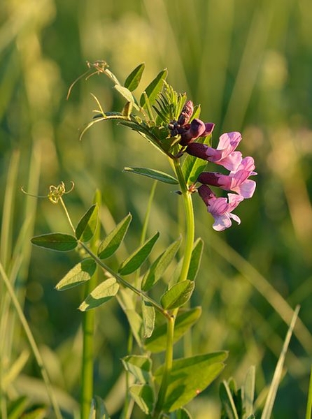 Pflanzenbild gross Zaun-Wicke - Vicia sepium