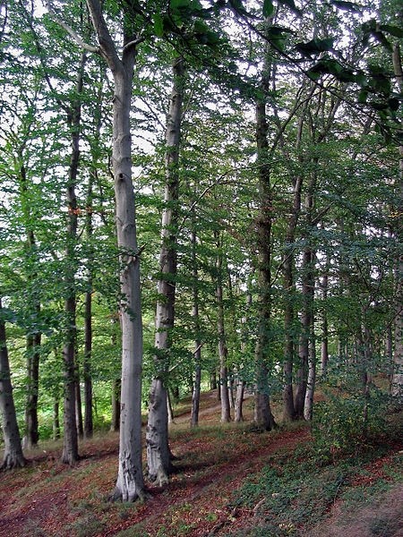 Pflanzenbild gross Rot-Buche - Fagus sylvatica
