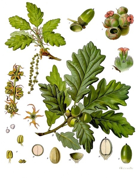 Pflanzenbild gross Trauben-Eiche - Quercus petraea