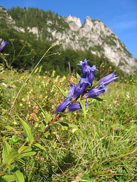 Pflanzenbild gross Schwalbenwurz-Enzian - Gentiana asclepiadea