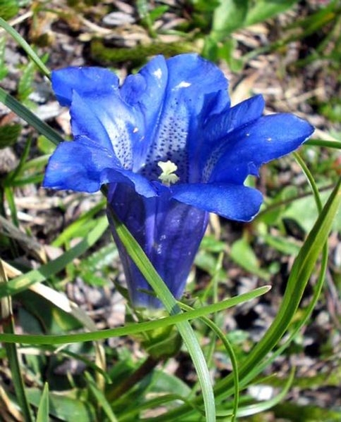 Pflanzenbild gross Kalk-Glocken-Enzian - Gentiana clusii