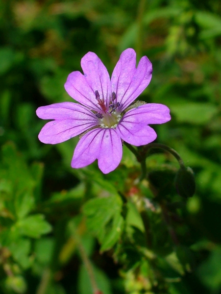 Pflanzenbild gross Pyrenäen-Storchschnabel - Geranium pyrenaicum