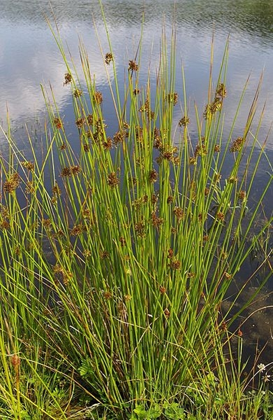 Pflanzenbild gross Flatter-Binse - Juncus effusus
