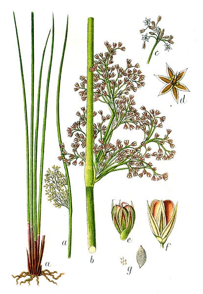 Pflanzenbild gross Flatter-Binse - Juncus effusus