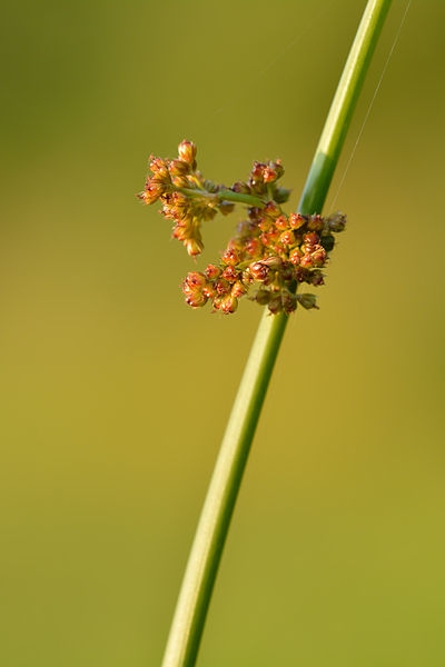 Pflanzenbild gross Flatter-Binse - Juncus effusus