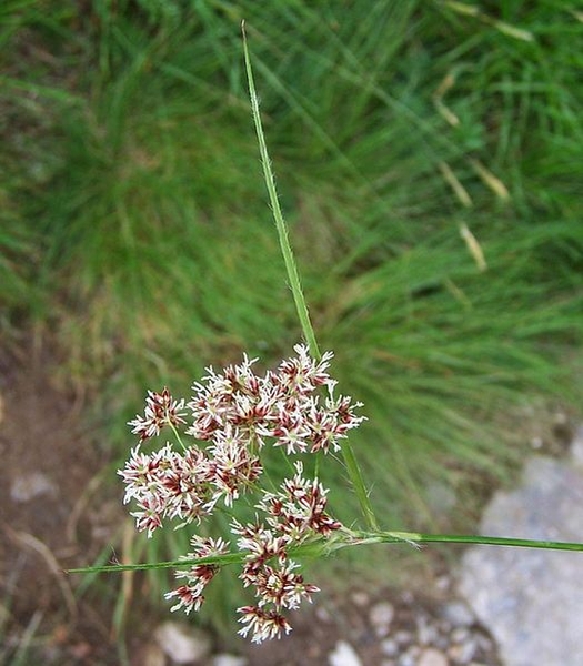 Pflanzenbild gross Gewöhnliche Wald-Hainsimse - Luzula sylvatica