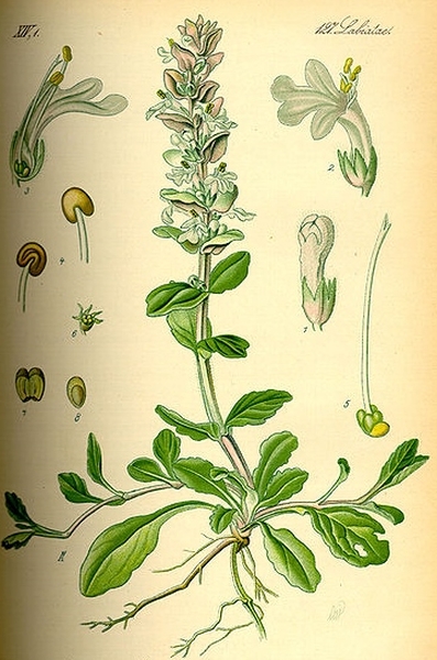 Pflanzenbild gross Kriechender Günsel - Ajuga reptans