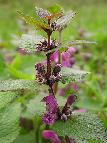 Pflanzenbild gross Gefleckte Taubnessel - Lamium maculatum