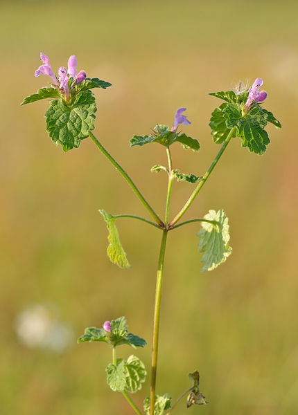 Pflanzenbild gross Acker-Taubnessel - Lamium purpureum