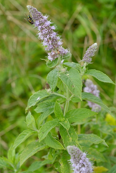 Pflanzenbild gross Ross-Minze - Mentha longifolia