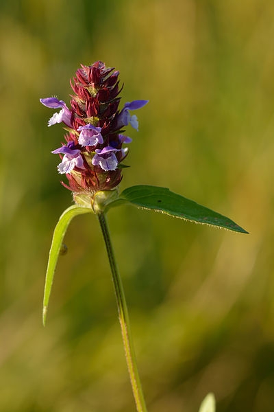 Pflanzenbild gross Kleine Brunelle - Prunella vulgaris