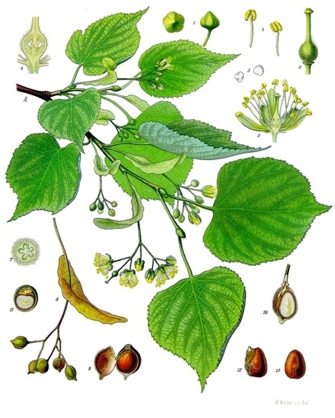 Pflanzenbild gross Winter-Linde - Tilia cordata