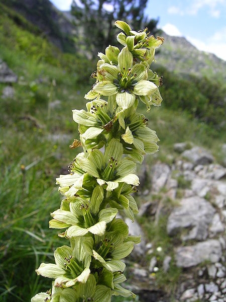 Pflanzenbild gross Gemeiner Germer - Veratrum album