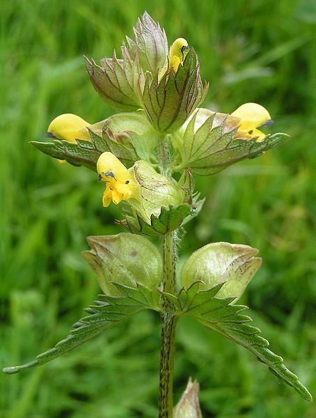 Pflanzenbild gross Kleiner Klappertopf - Rhinanthus minor