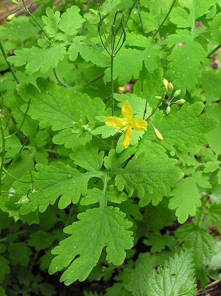 Pflanzenbild gross Schöllkraut - Chelidonium majus