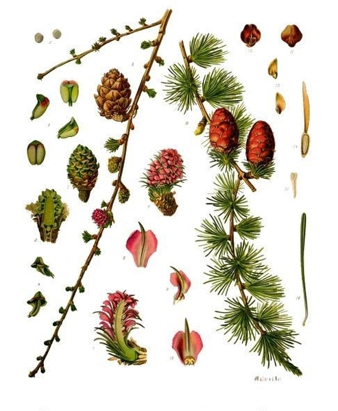 Pflanzenbild gross Europäische Lärche - Larix decidua