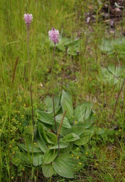 Pflanzenbild gross Mittlerer Wegerich - Plantago media
